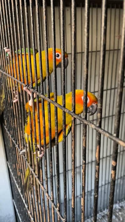 Suncanoure DNA pair