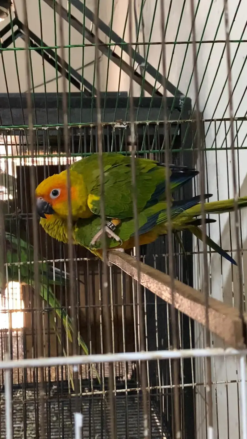 Suncanoure DNA pair — photo 3