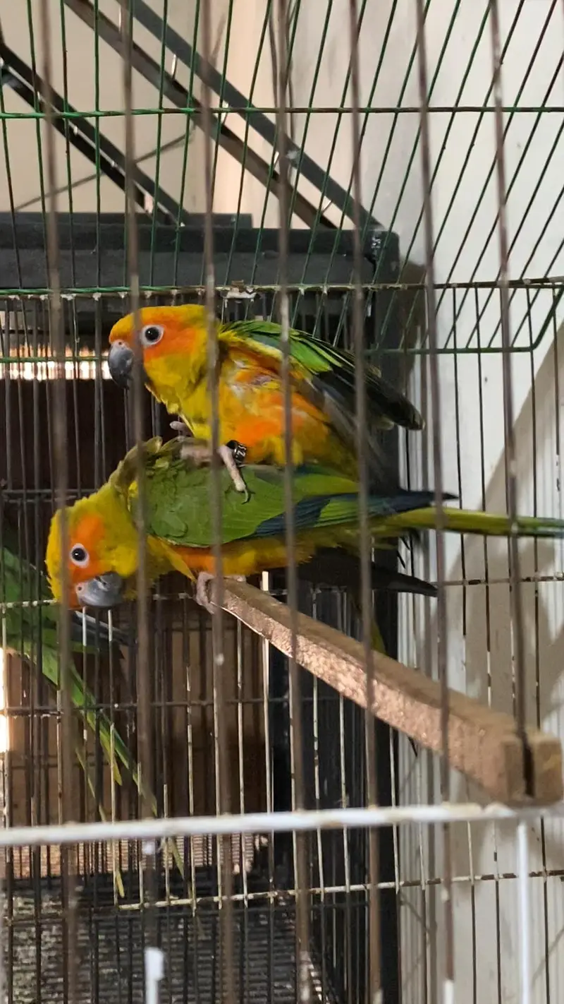 Suncanoure DNA pair — photo 4