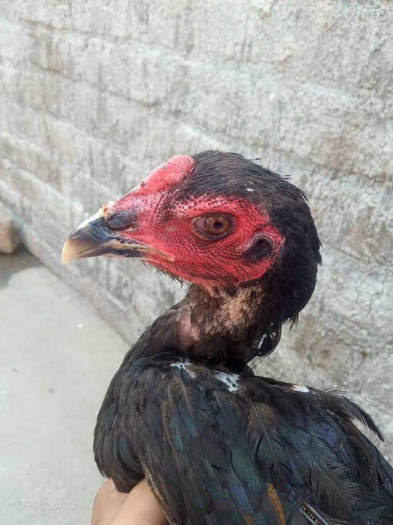 Thai hen 0