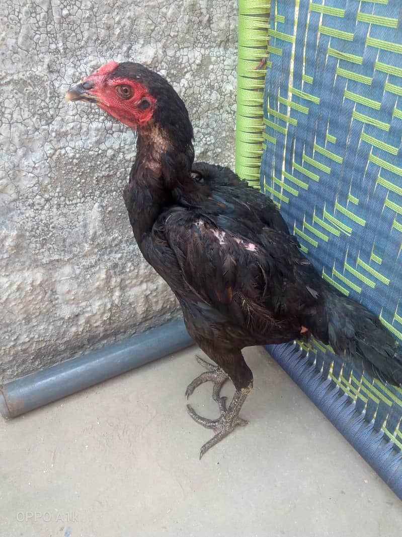 Thai hen 1
