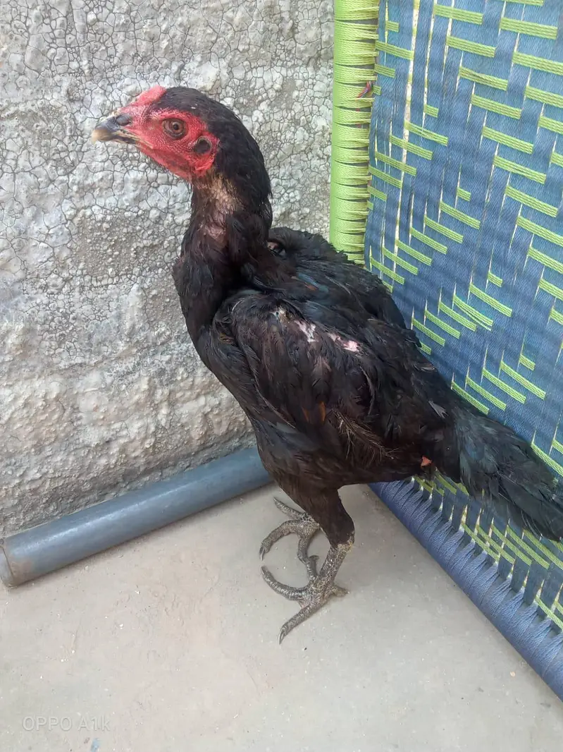 Thai hen — photo 2