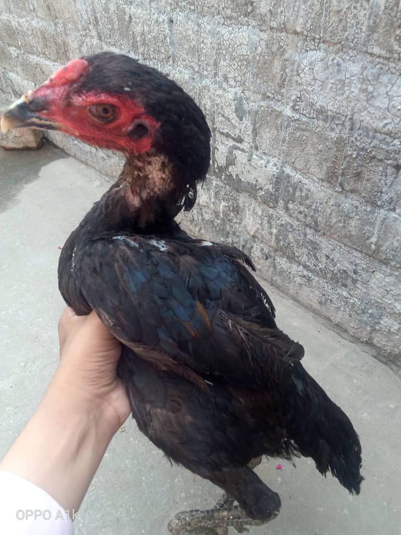 Thai hen 3