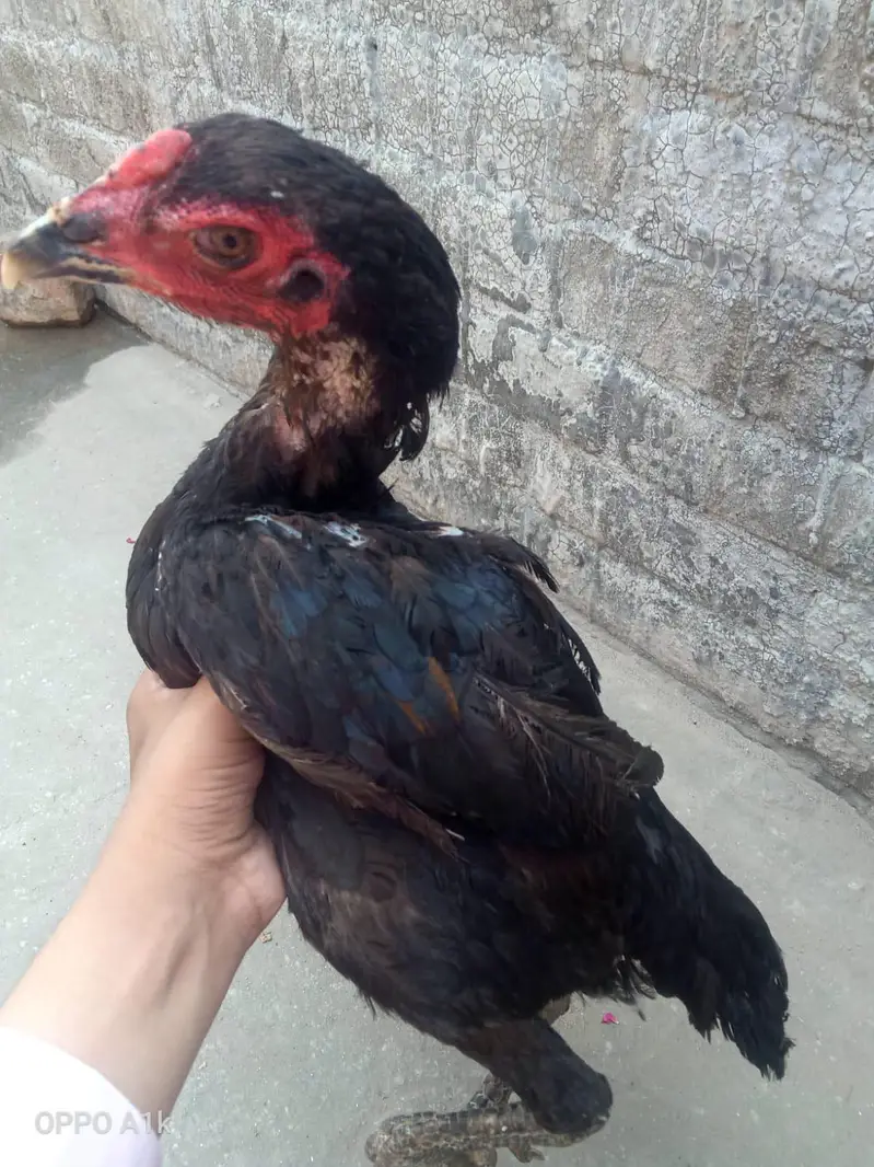 Thai hen — photo 4