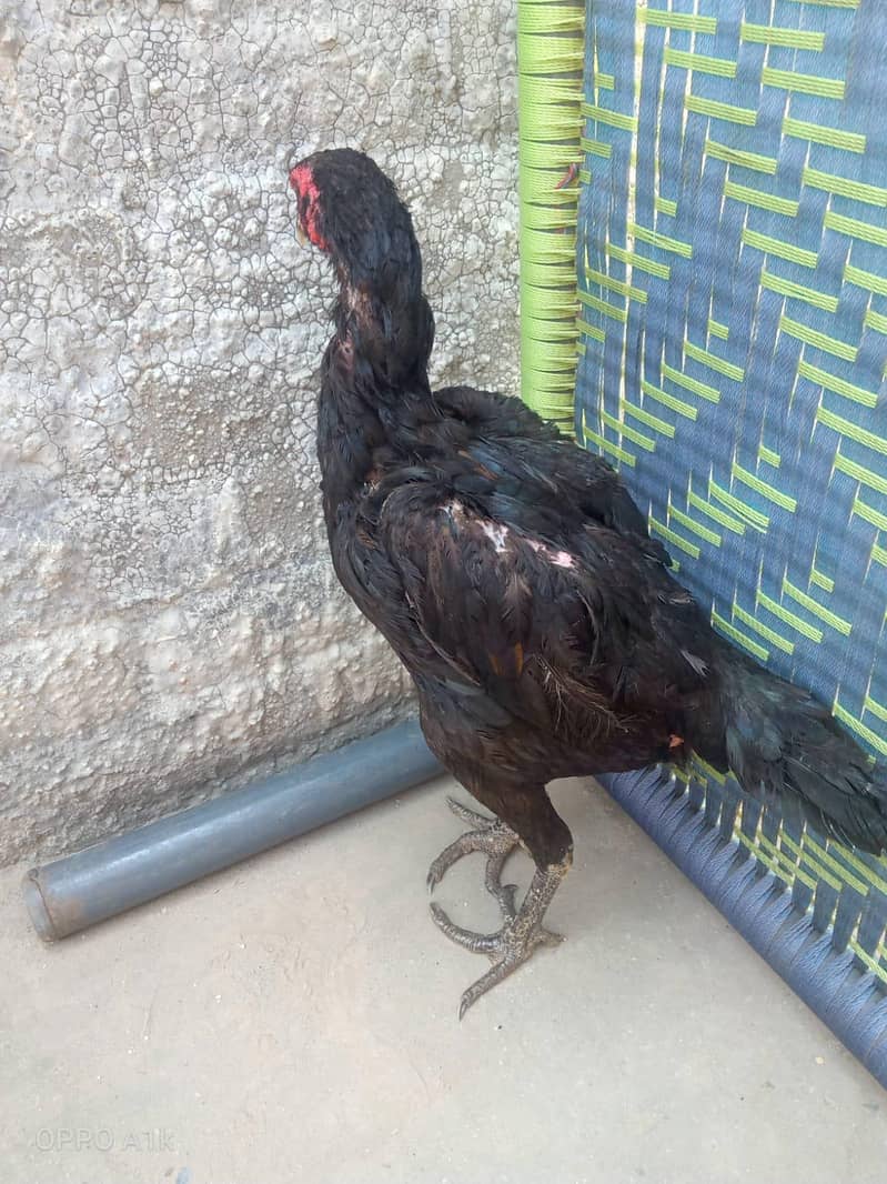Thai hen 4