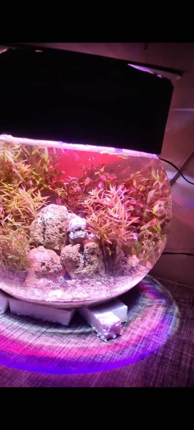 planted fish bowl