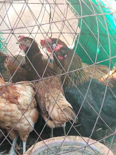 Dasi Hens