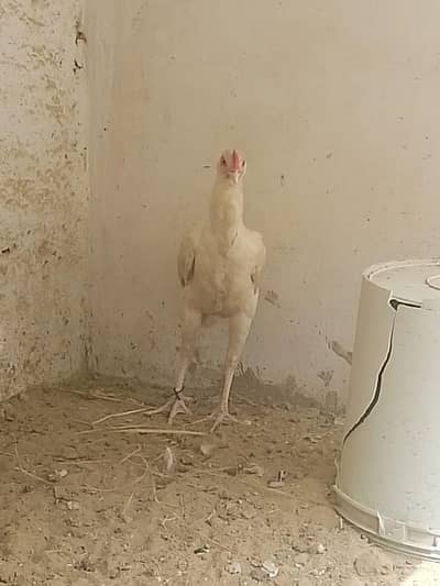 Aseel Murga White Beauty