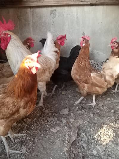 Desi golden misri hen egg ling 11 pic