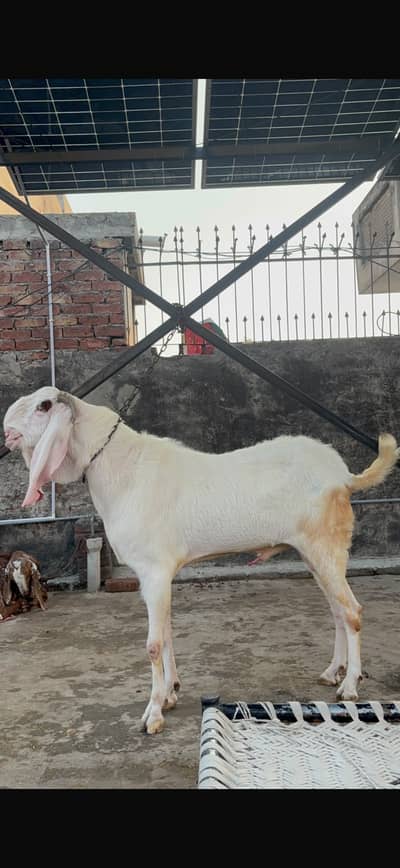 Rajanpuri  breeder