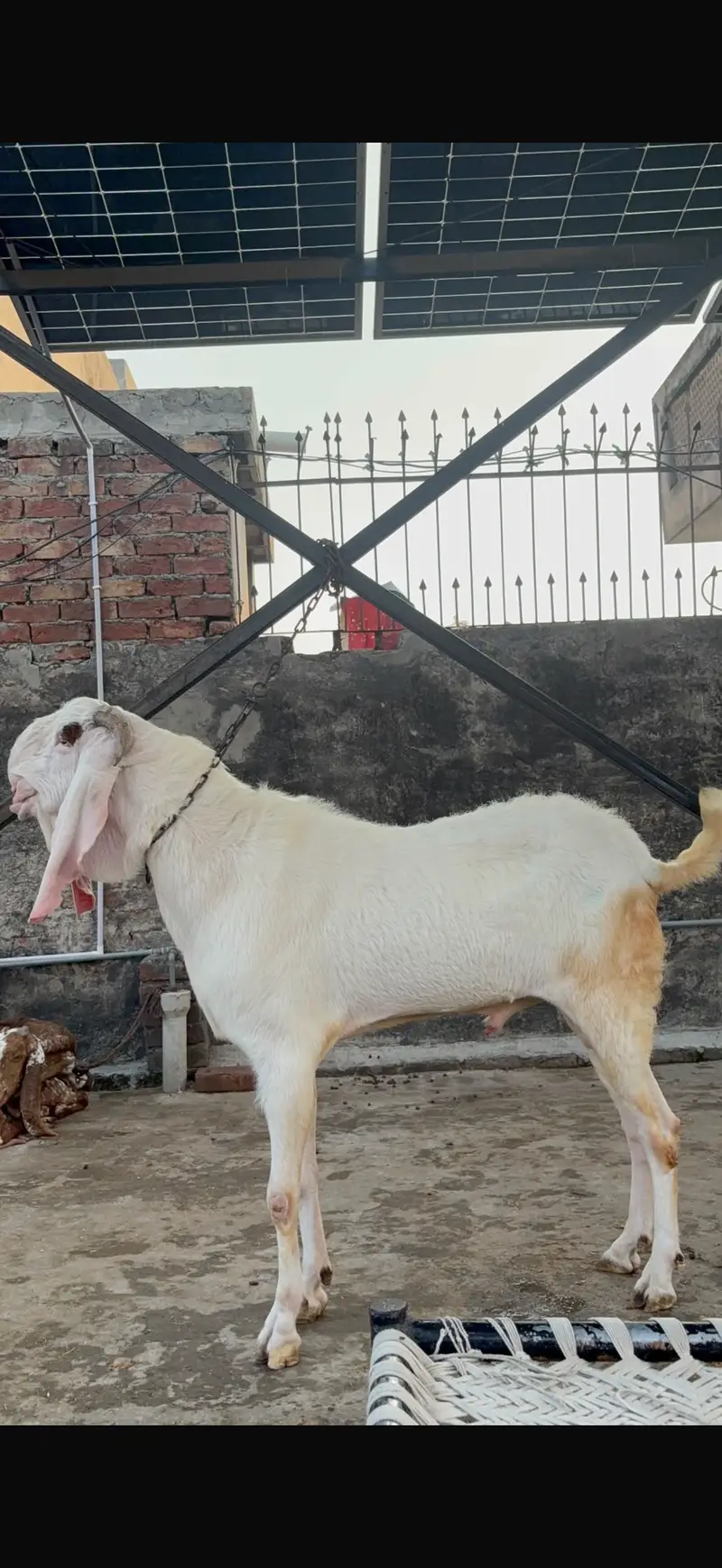 Rajanpuri  breeder — photo 2