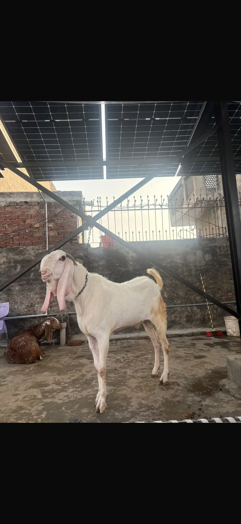 Rajanpuri  breeder — photo 3