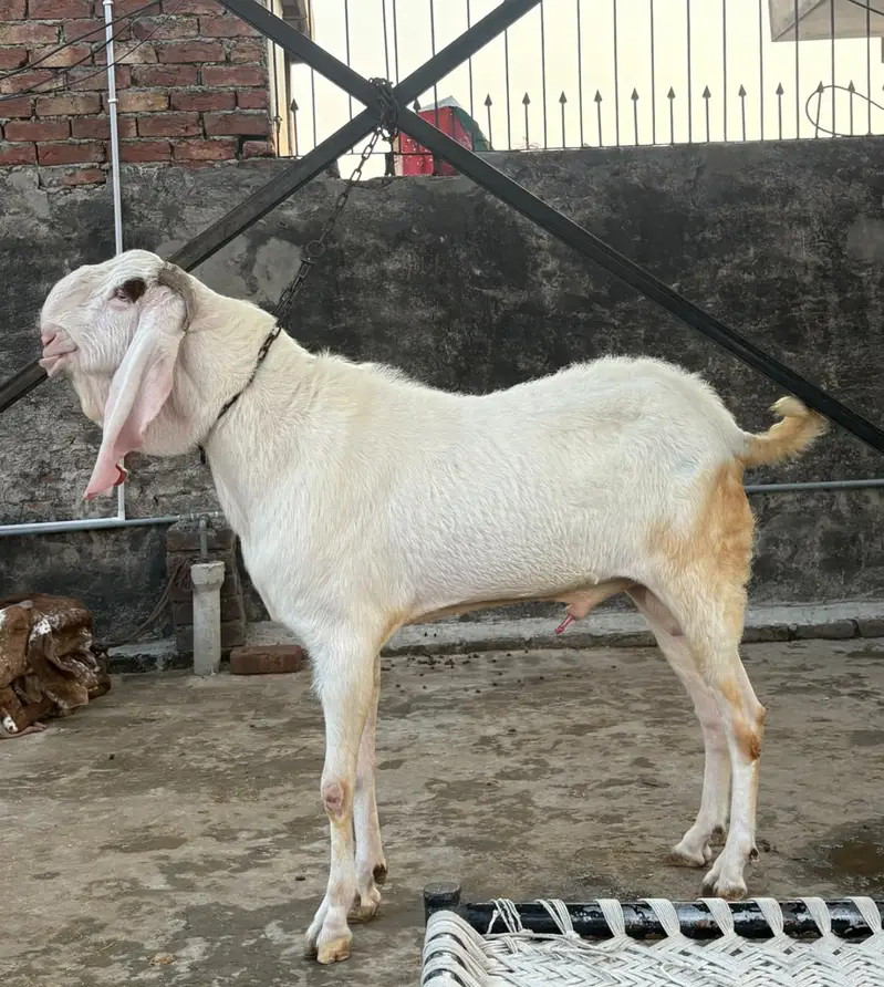 Rajanpuri  breeder — photo 4