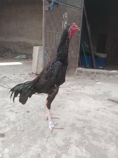 Jet Black Shamo Male