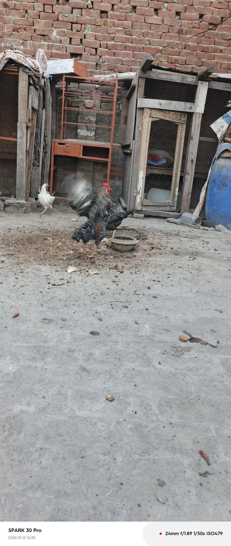aseel chicken — photo 2