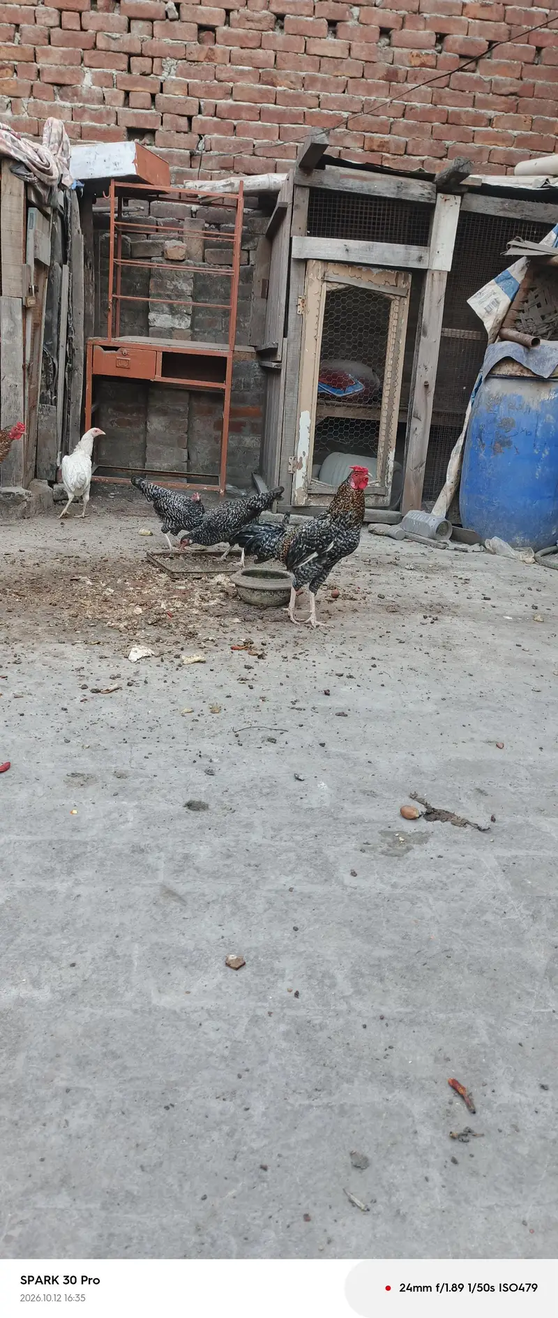 aseel chicken — photo 3