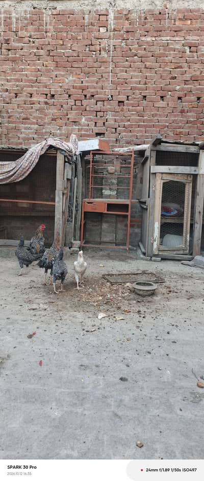 aseel chicken