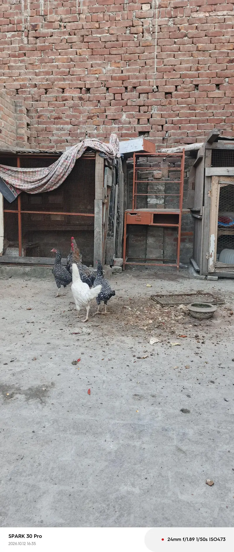 aseel chicken — photo 4