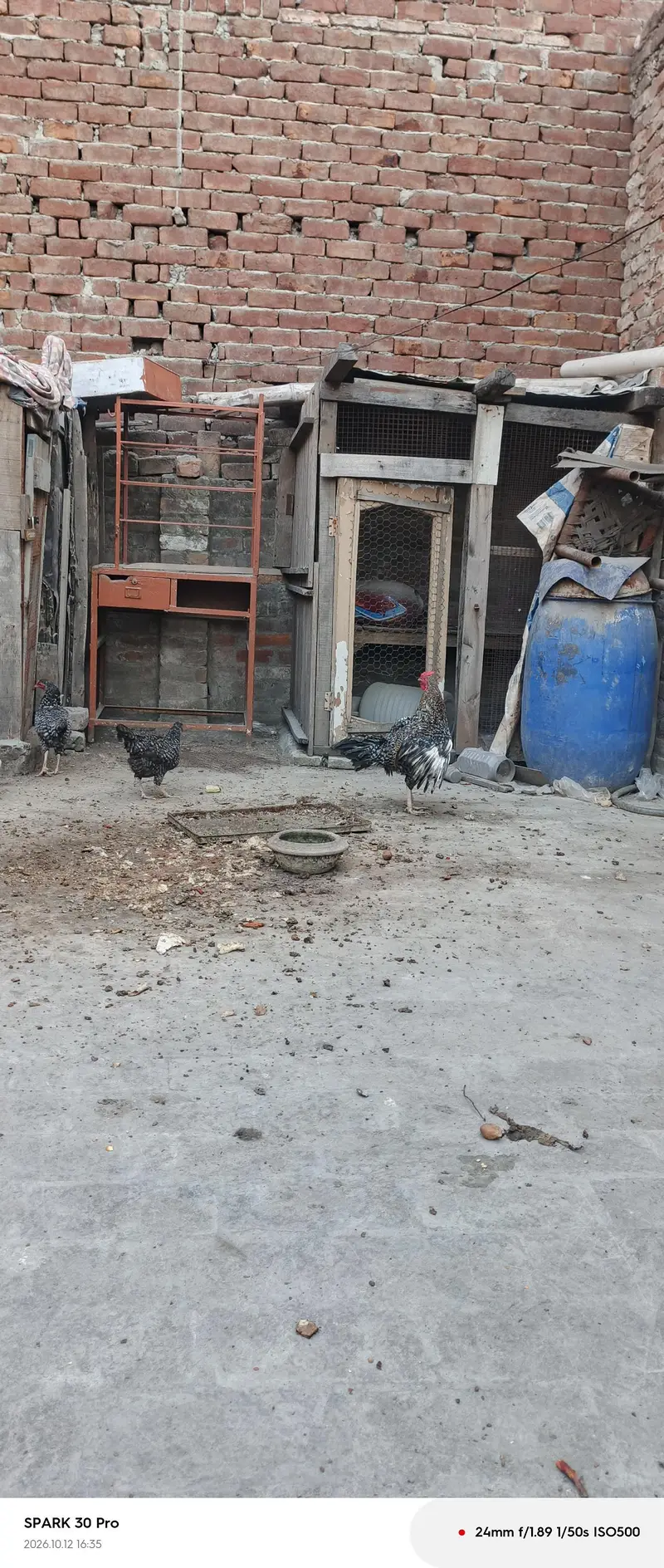 aseel chicken — photo 5