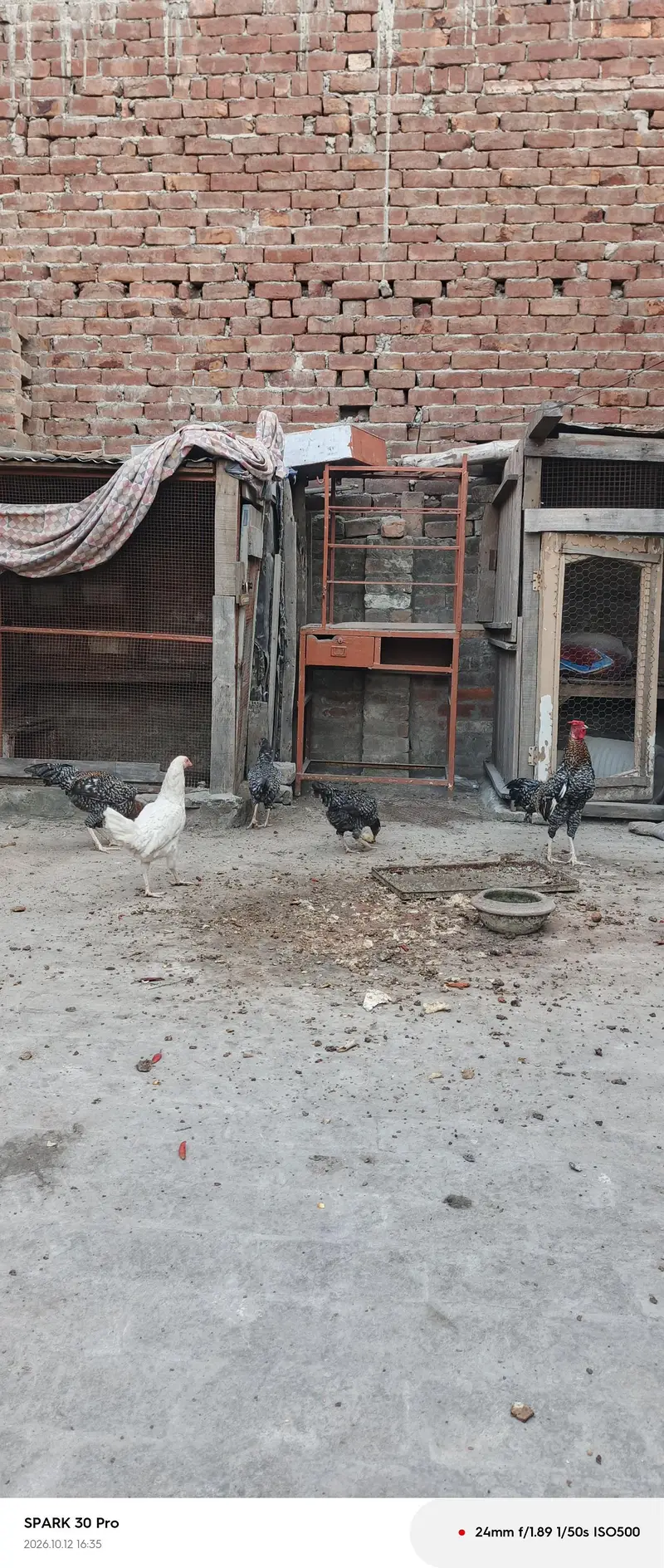aseel chicken — photo 6