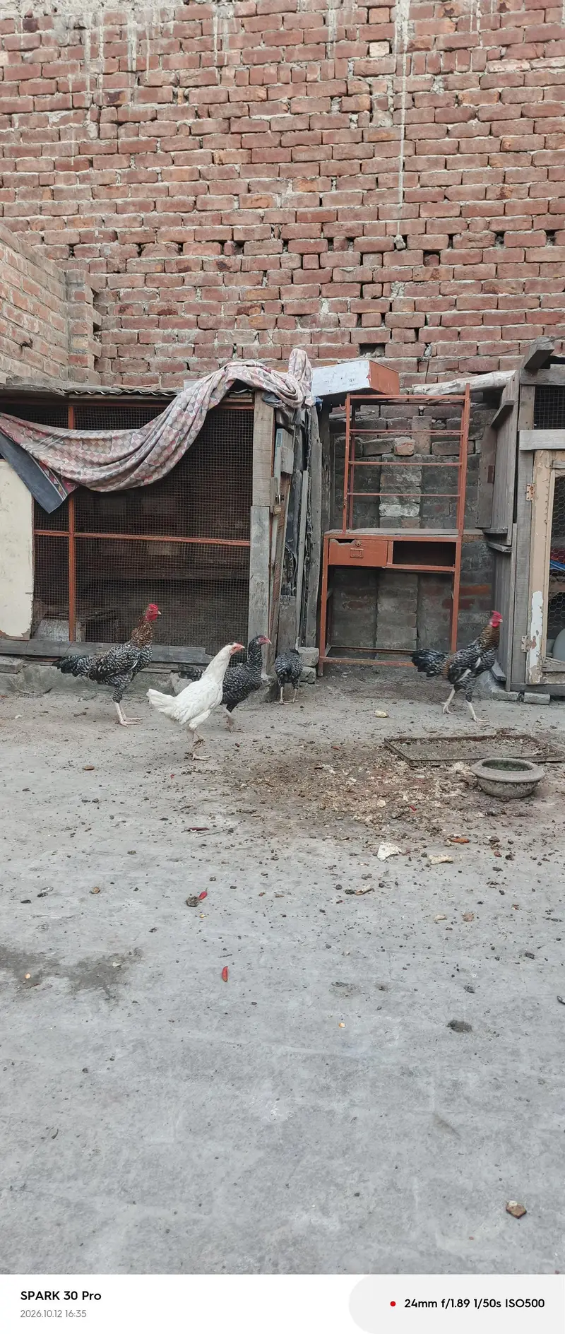 aseel chicken — photo 7