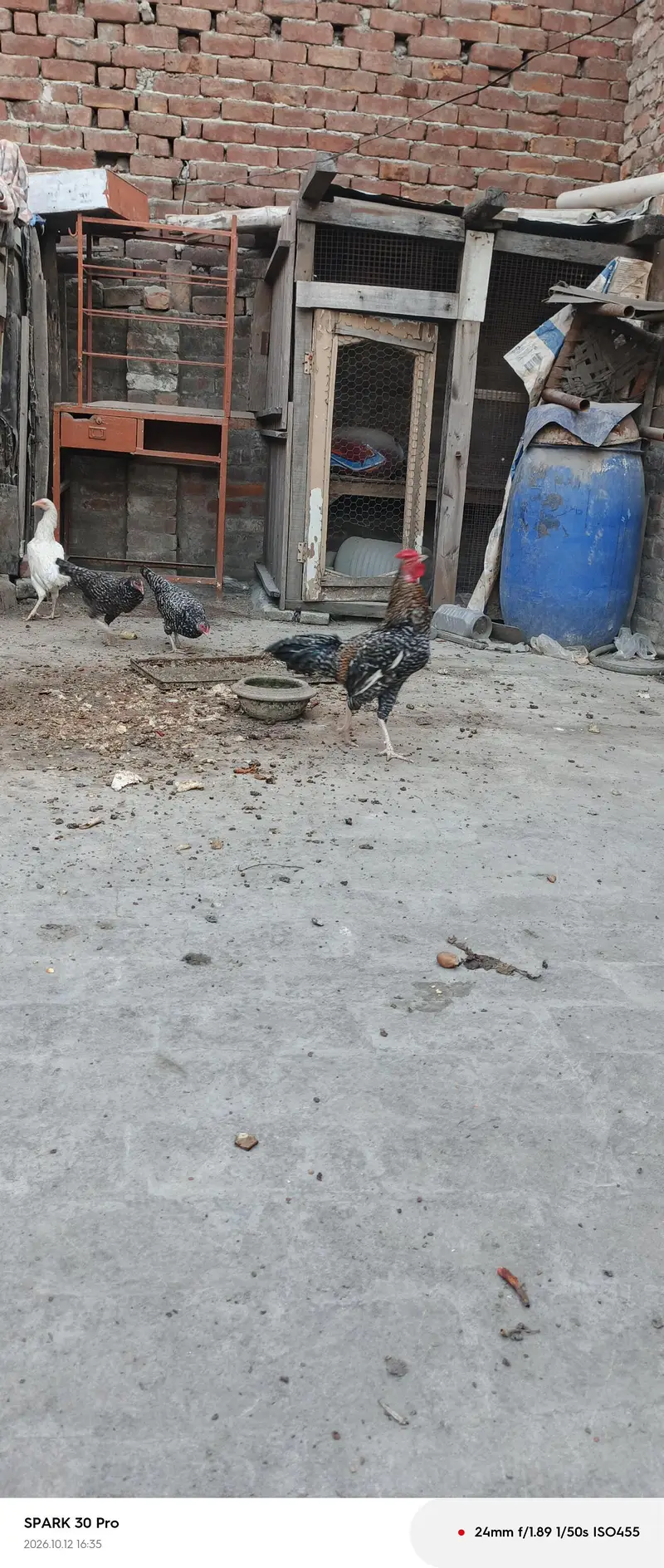 aseel chicken — photo 8