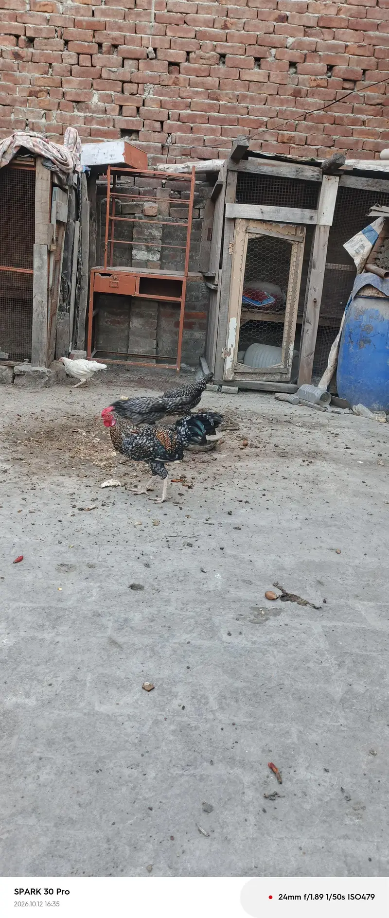 aseel chicken — photo 9