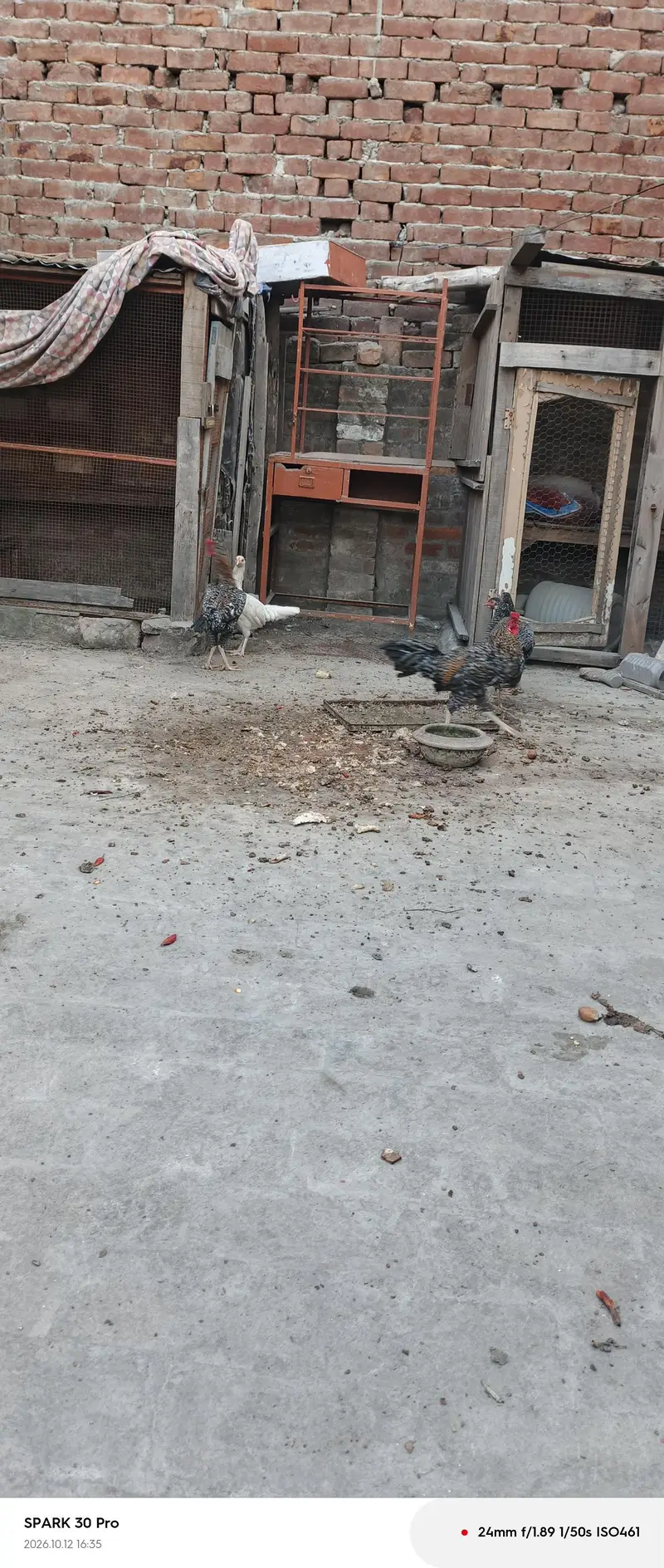 aseel chicken — photo 10