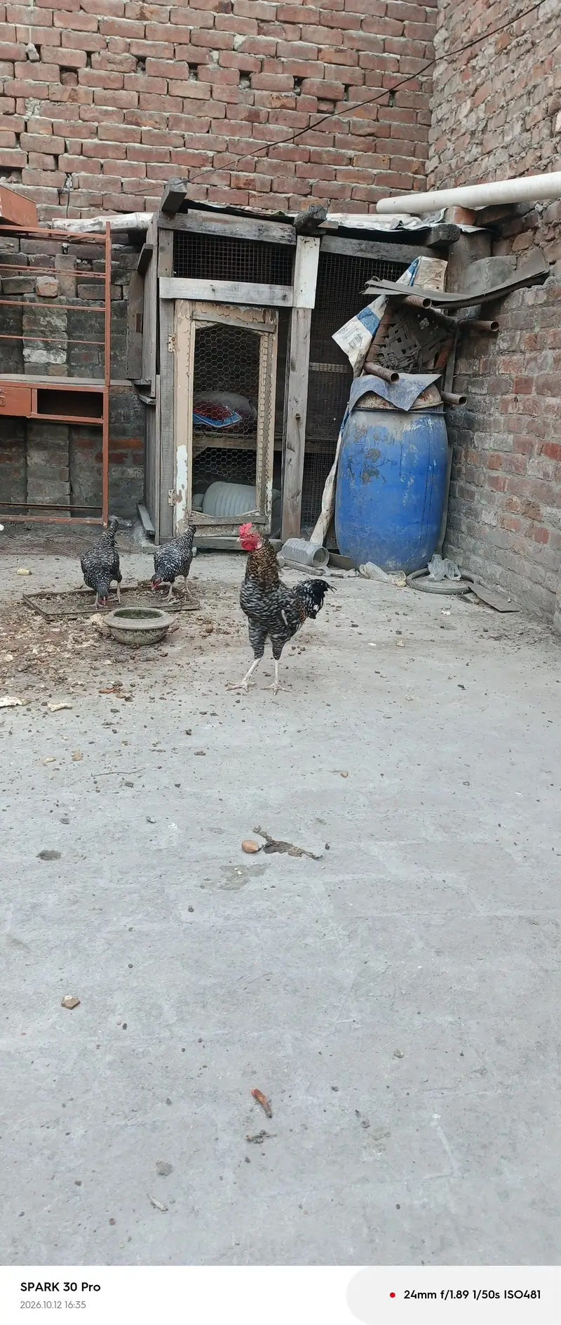 aseel chicken — photo 11