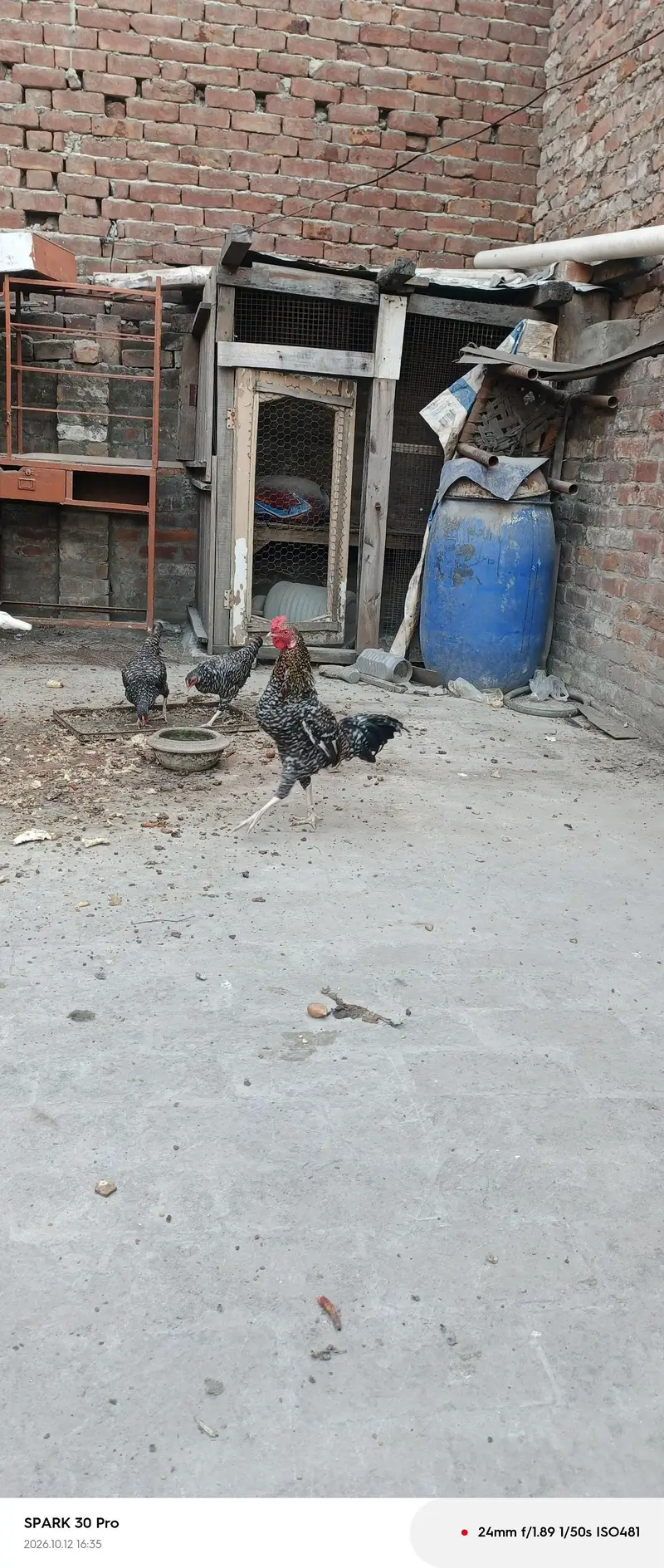 aseel chicken — photo 12