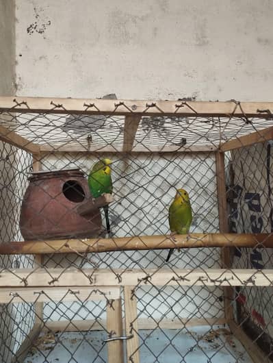 budgie 2 male