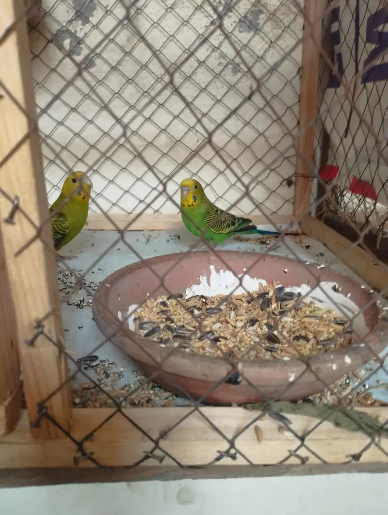 budgie 2 male — photo 2
