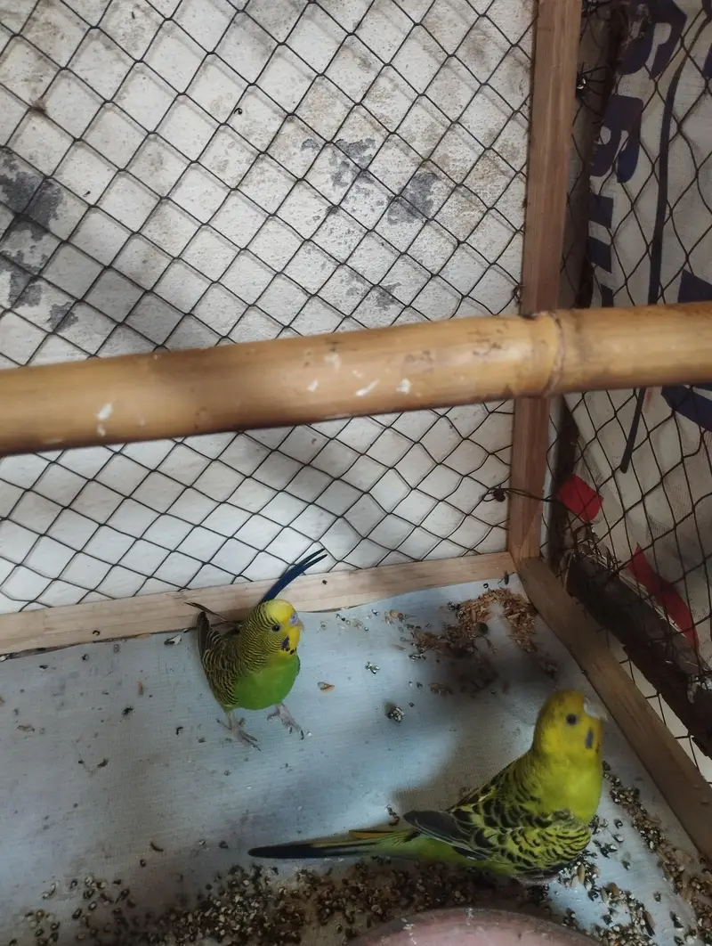 budgie 2 male — photo 3