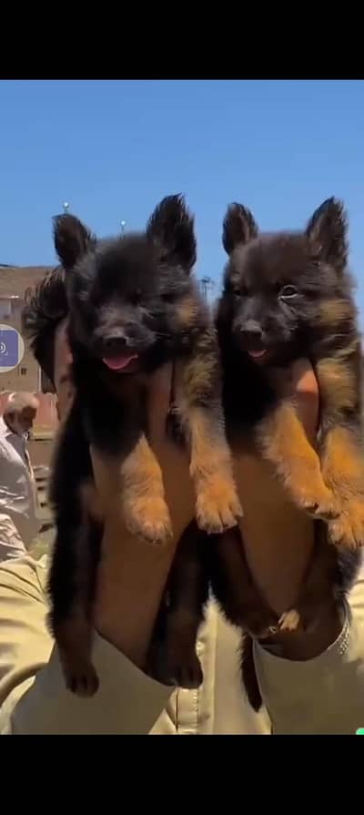 German Shepherd long coat male 2 mahine 4 se
