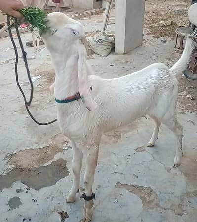Rajanpuri Breeder Male