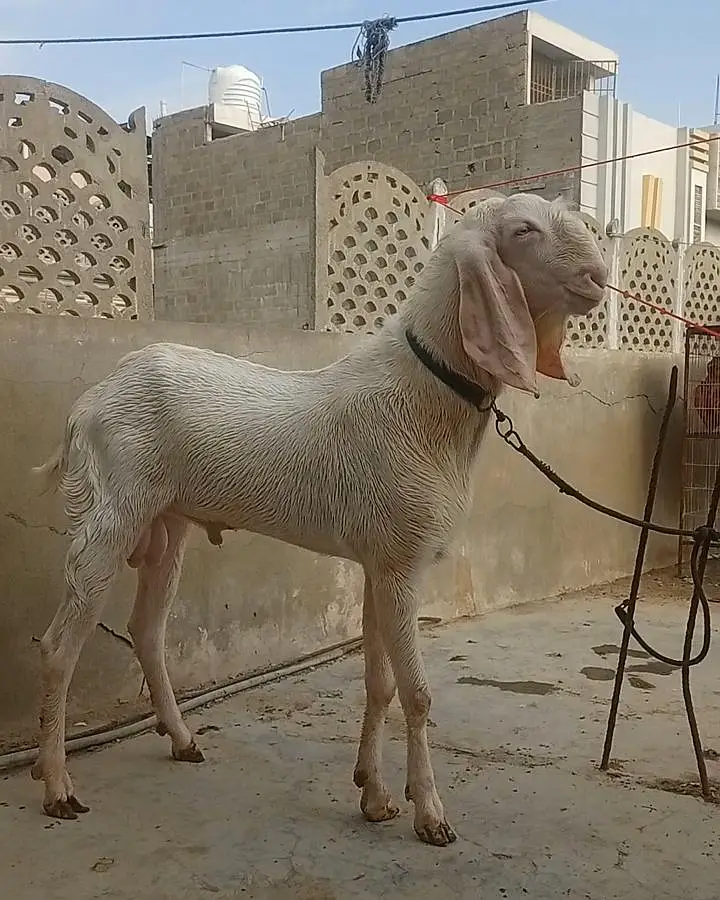 Rajanpuri Breeder Male — photo 2