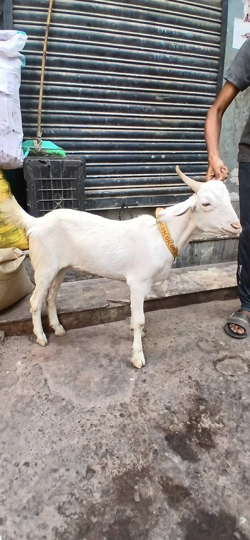 gulabi teda 0