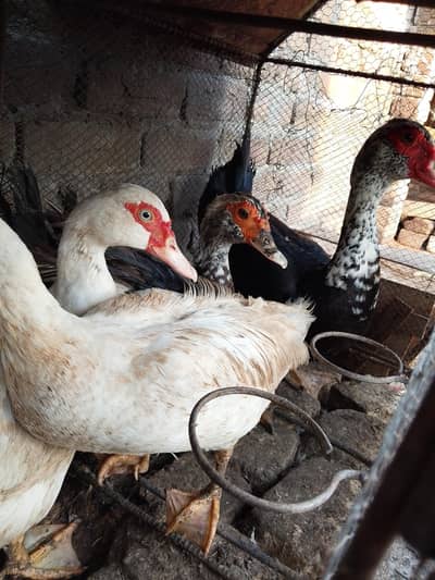 musckowi ducks for sale