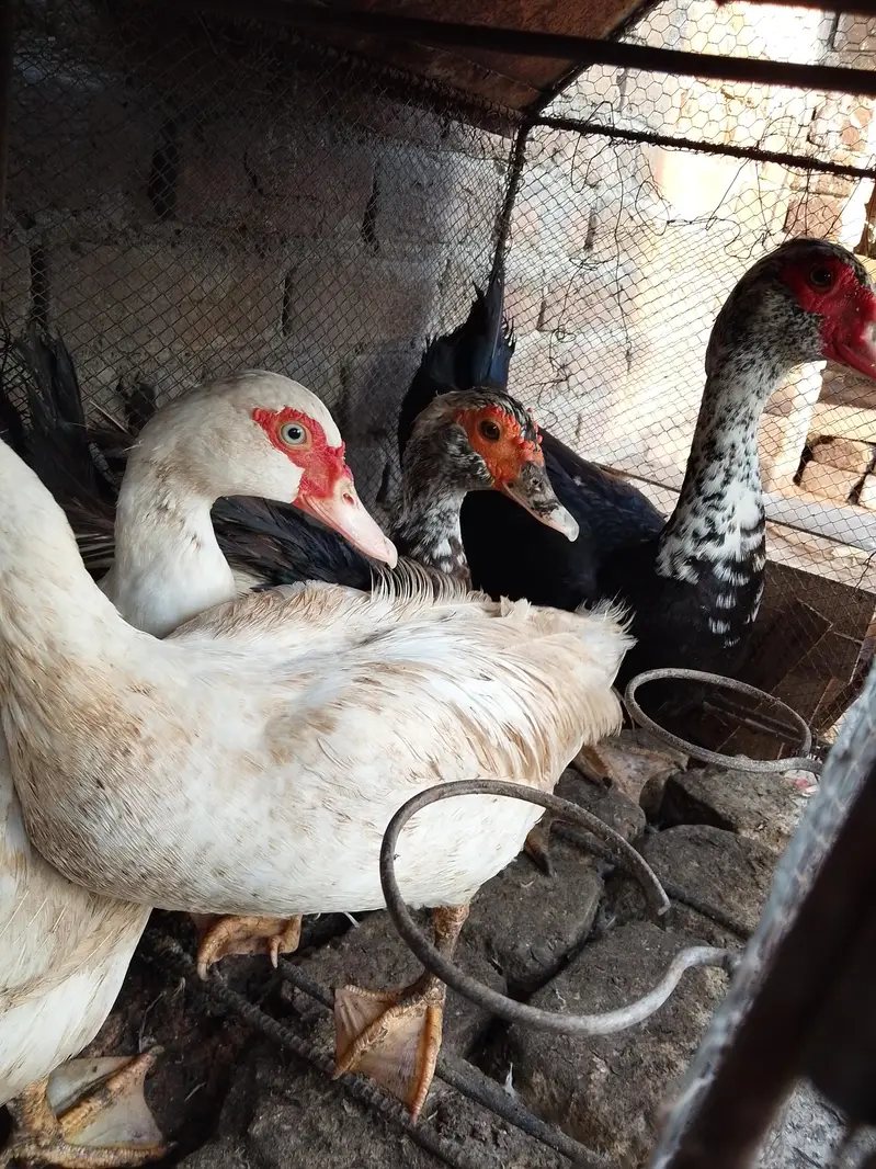 musckowi ducks for sale