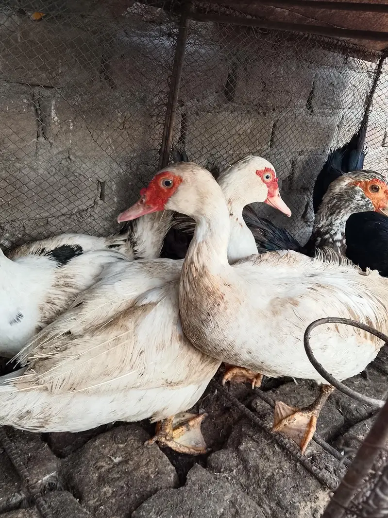 musckowi ducks for sale — photo 2