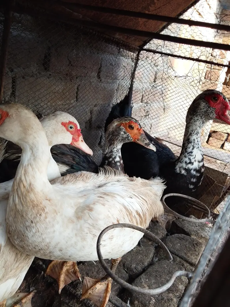 musckowi ducks for sale — photo 3