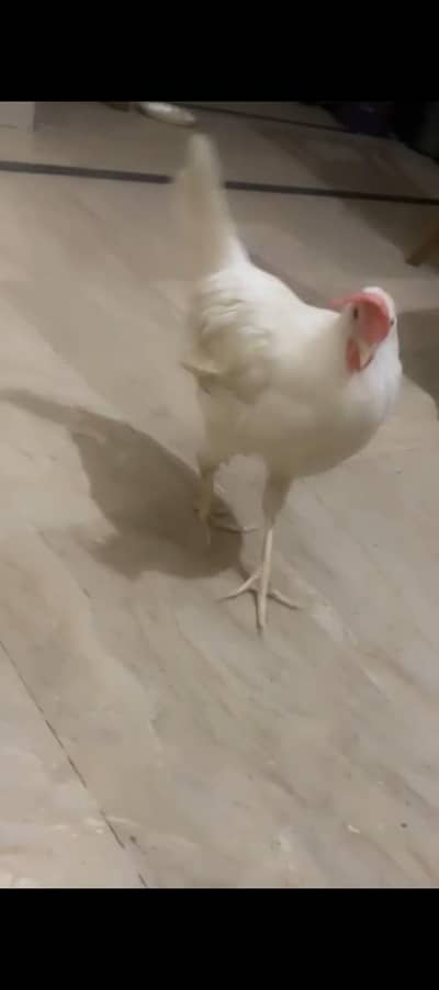 bilkul ok hai pairs hai jis ko chahiye rabta kre