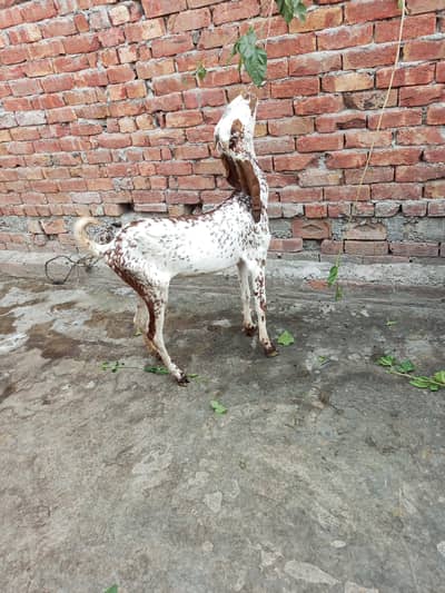 makhi chini bakri