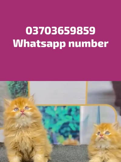 Persian Female kitten for sale