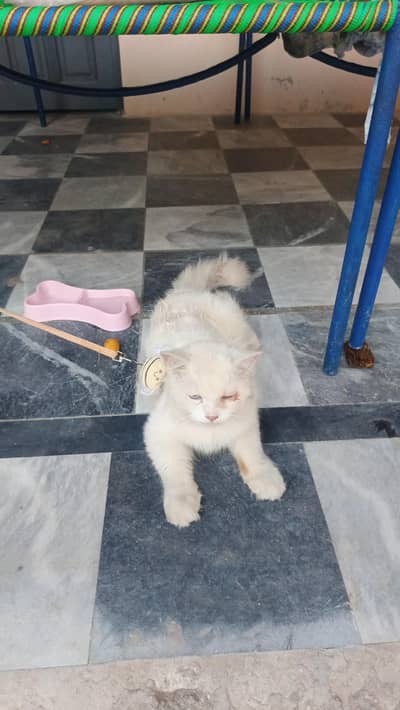 Male Cat