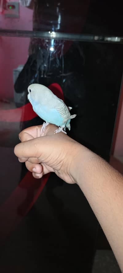 friendly handtame budgie parrot