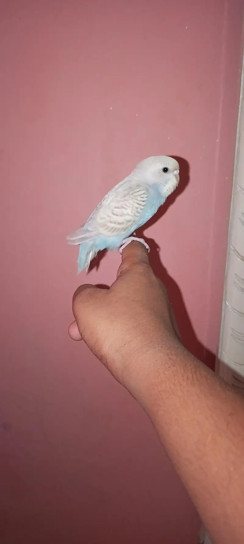 friendly handtame budgie parrot — photo 2
