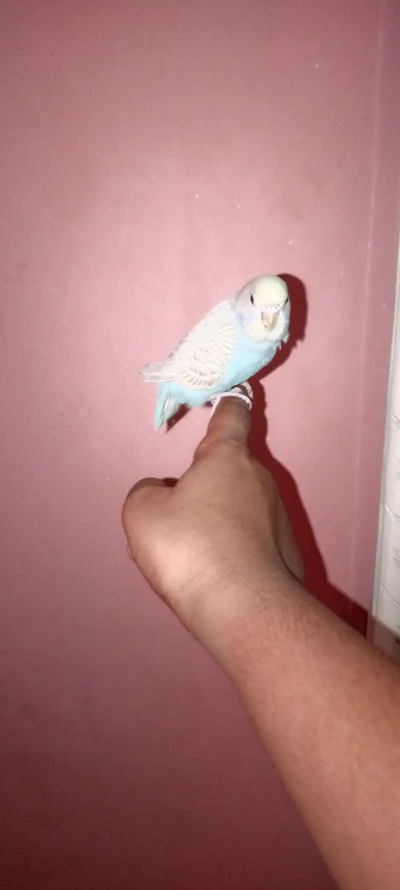 friendly handtame budgie parrot — photo 3