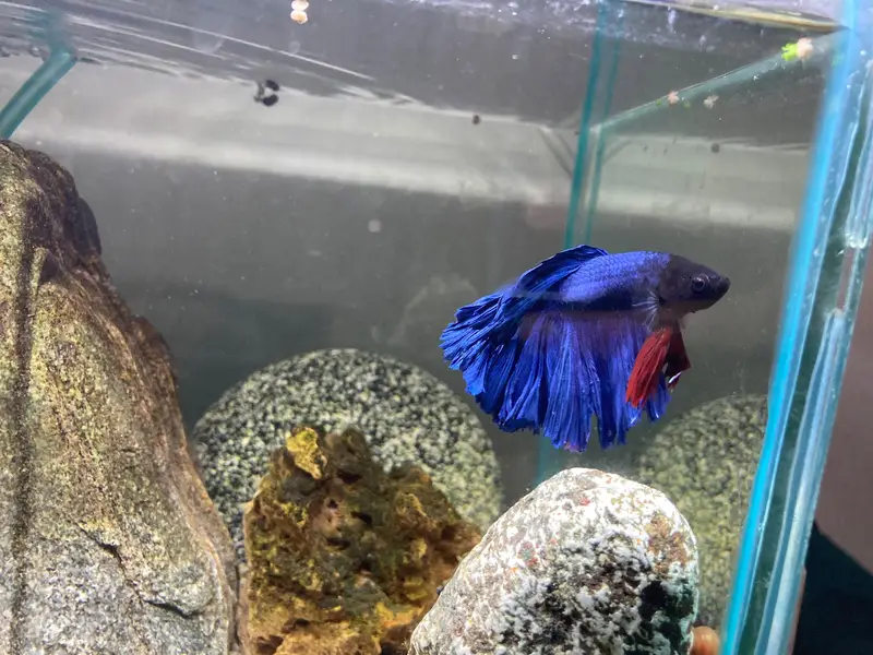 Aquarium setup with betta ember tetras and shrimps