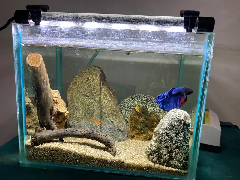 Aquarium setup with betta ember tetras and shrimps — photo 2